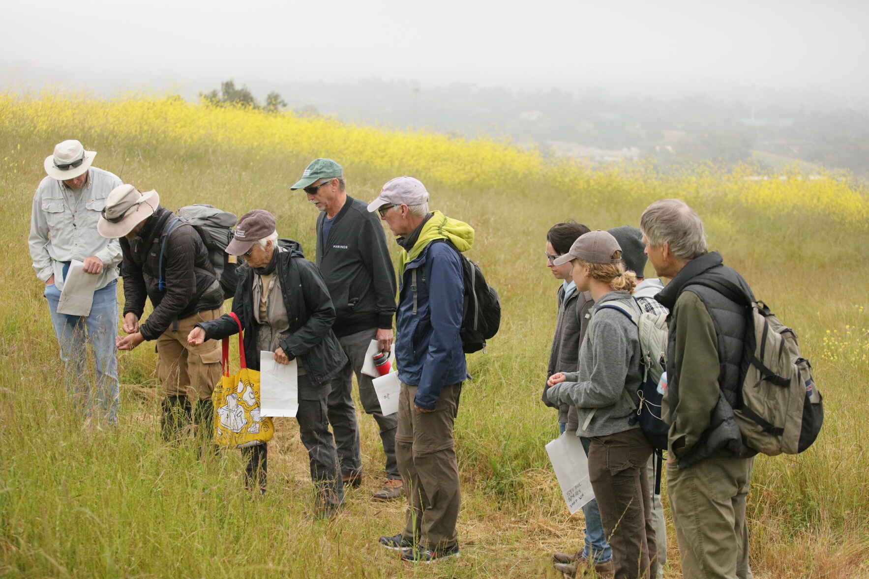 Seed Collection Event at the San Marcos Foothills image
