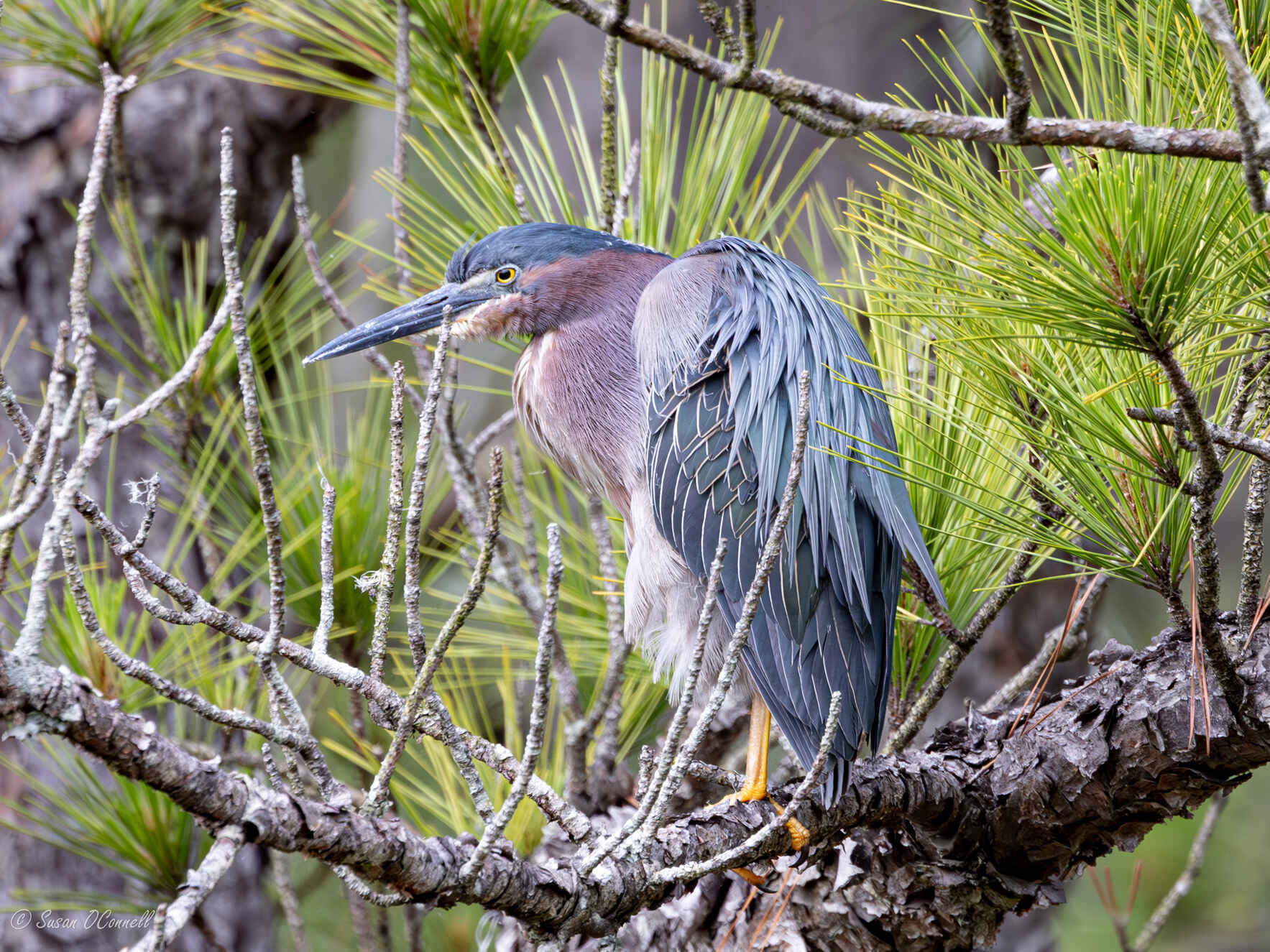 October Bird Walk image