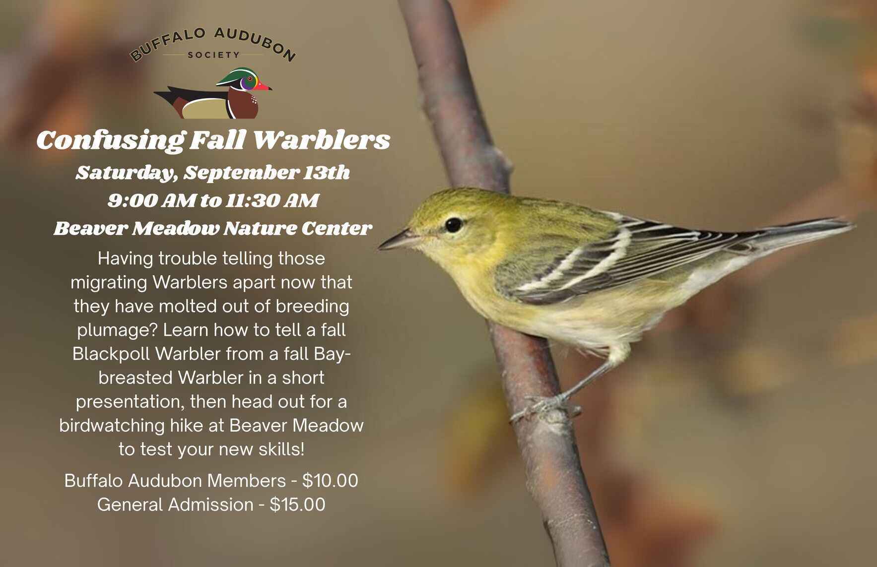 Confusing Fall Warblers image