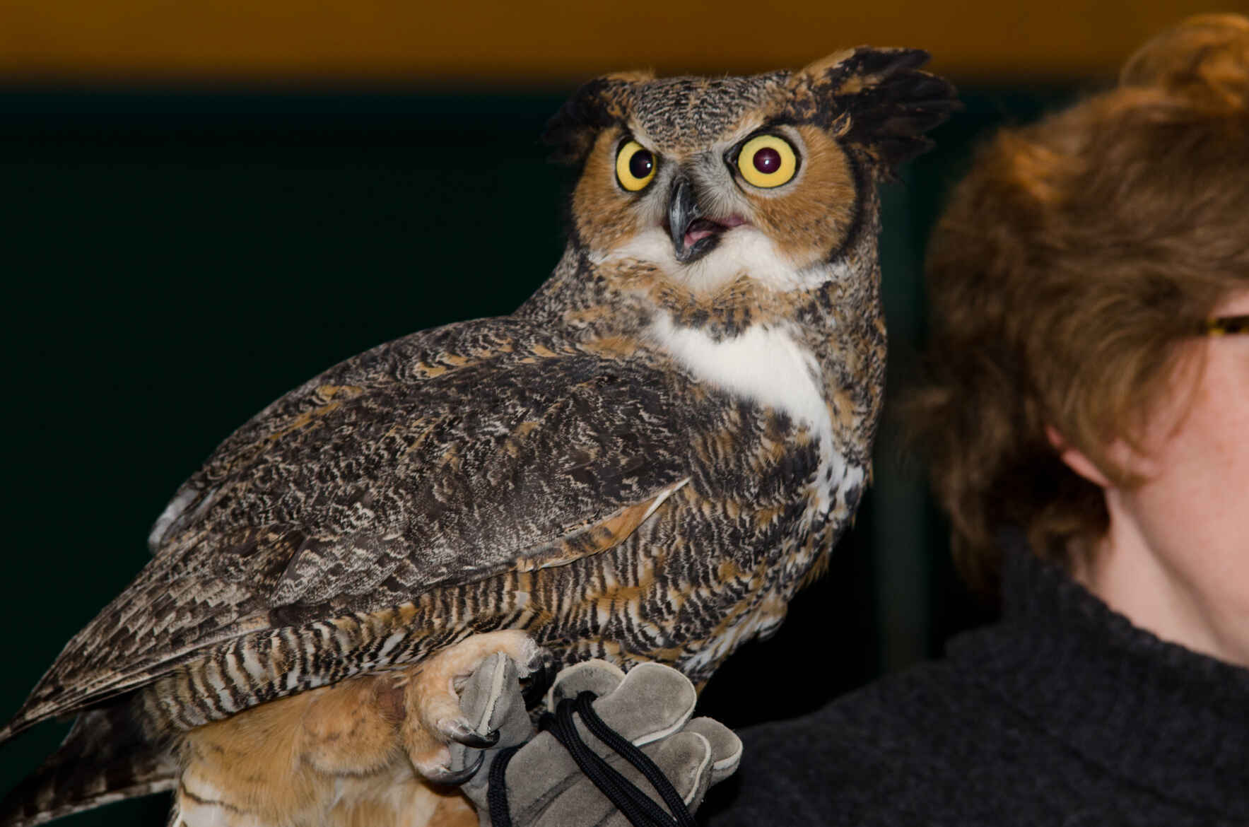 Owl Prowl & Night Hike 2025 image