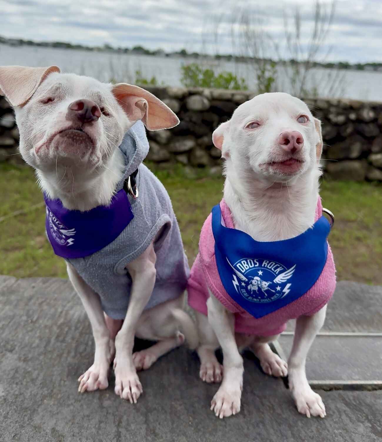 Deaf, Blind, and Deafblind Dogs- Young and Old- Differences in Care image