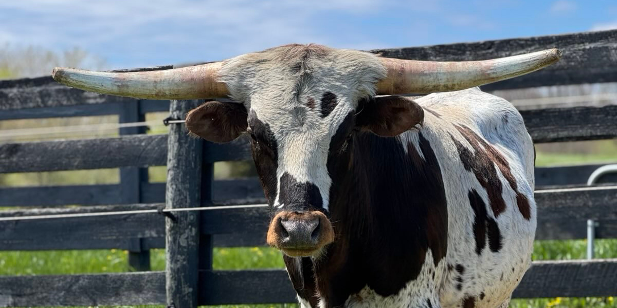 Fall Fun Farm Day | Sanctuary Tours & Activities image