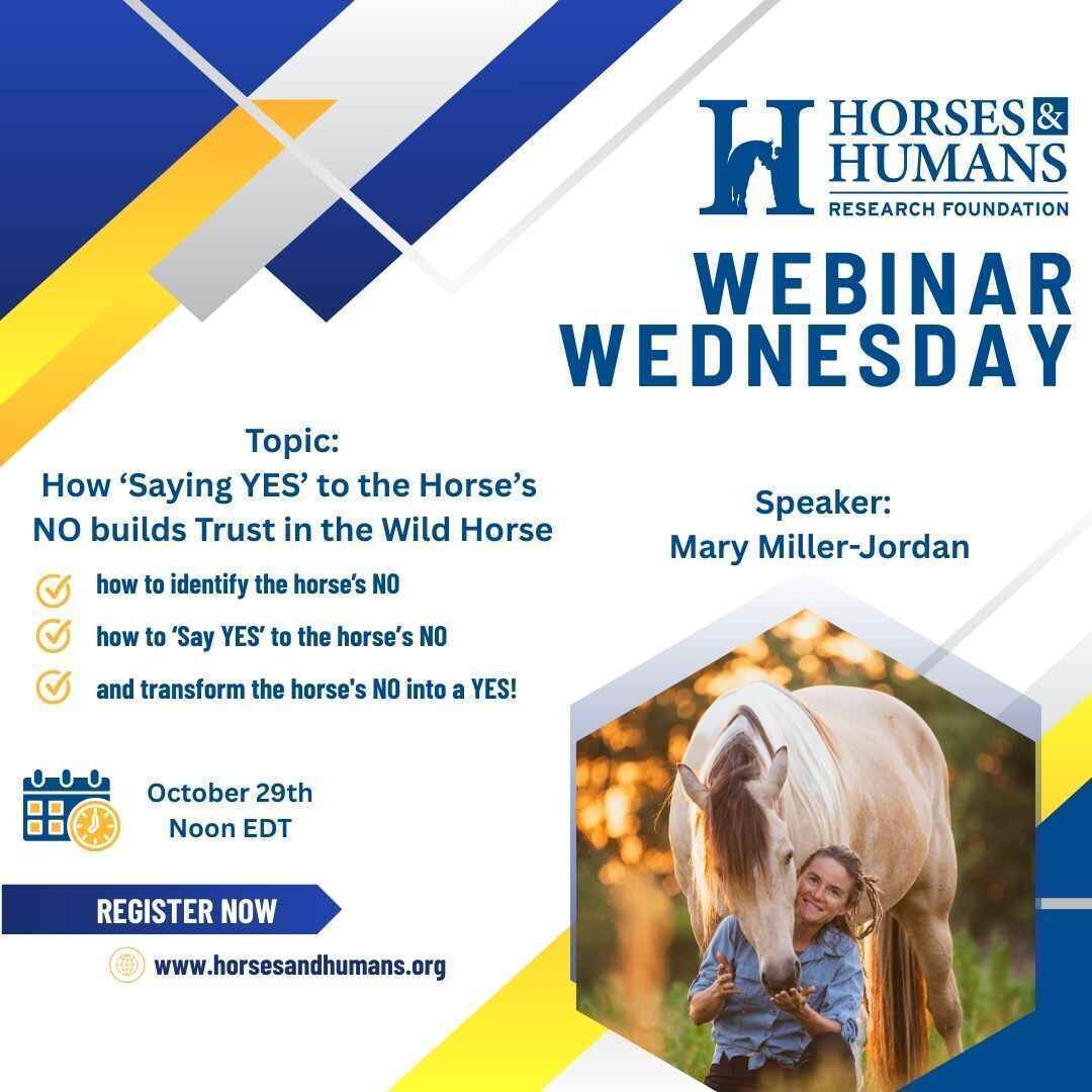 How ‘Saying YES’ to the Horse’s NO Builds Trust in the Wild Horse image