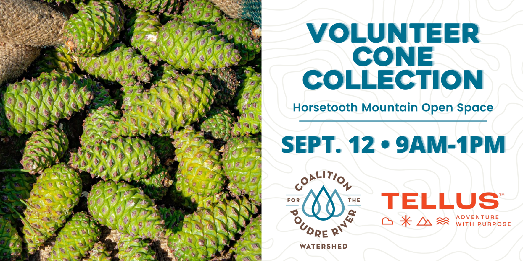 Volunteer Cone Collection - September 12 image