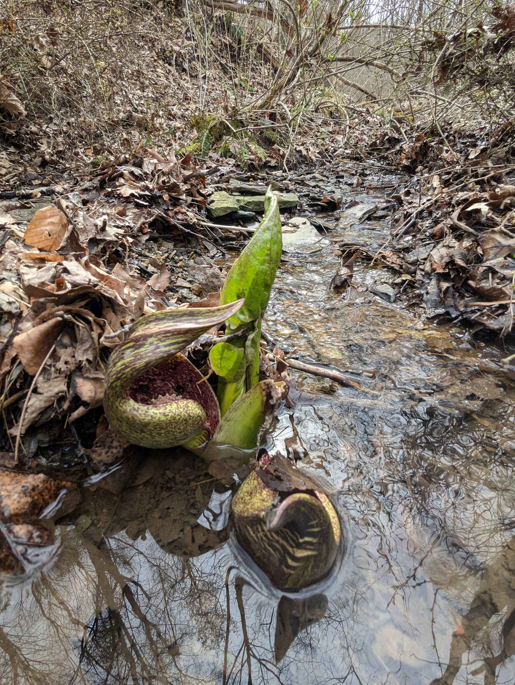 January Virtual Volunteer Meetup image