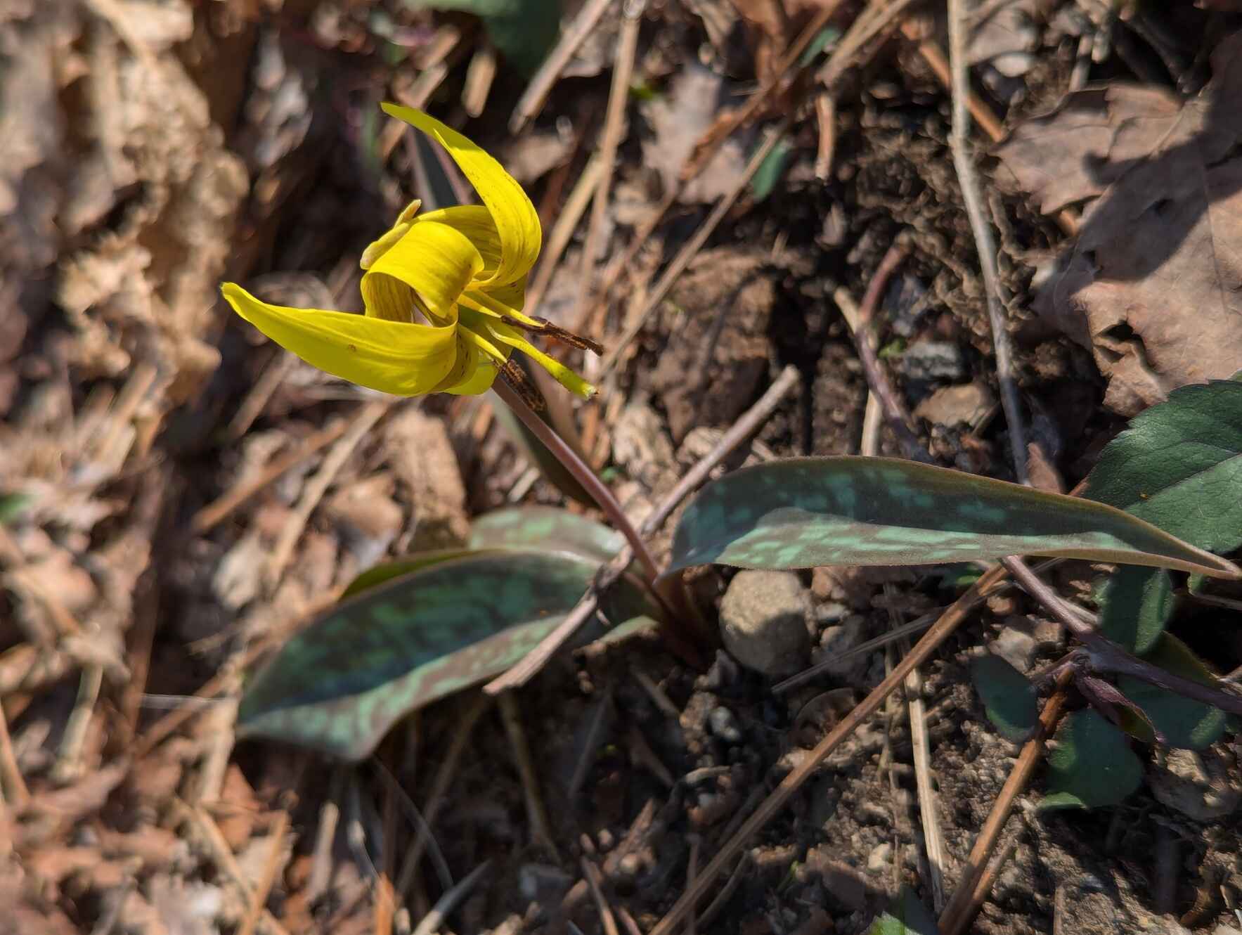 April Virtual Volunteer Meetup image