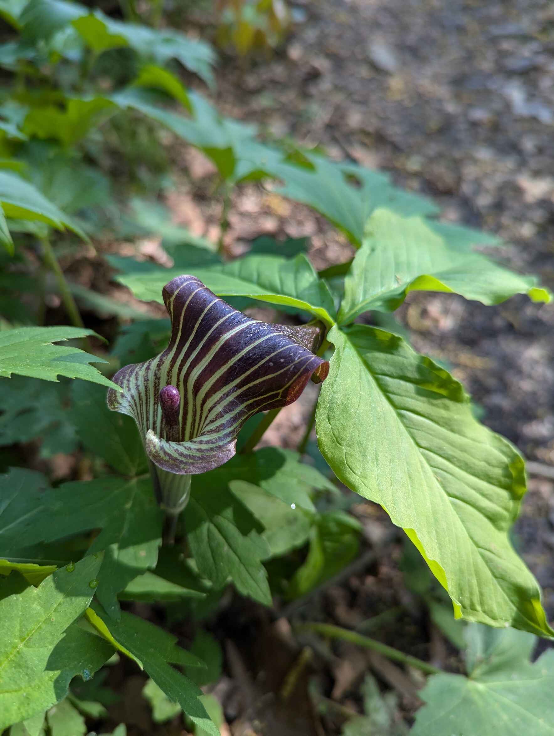 May Virtual Volunteer Meetup image