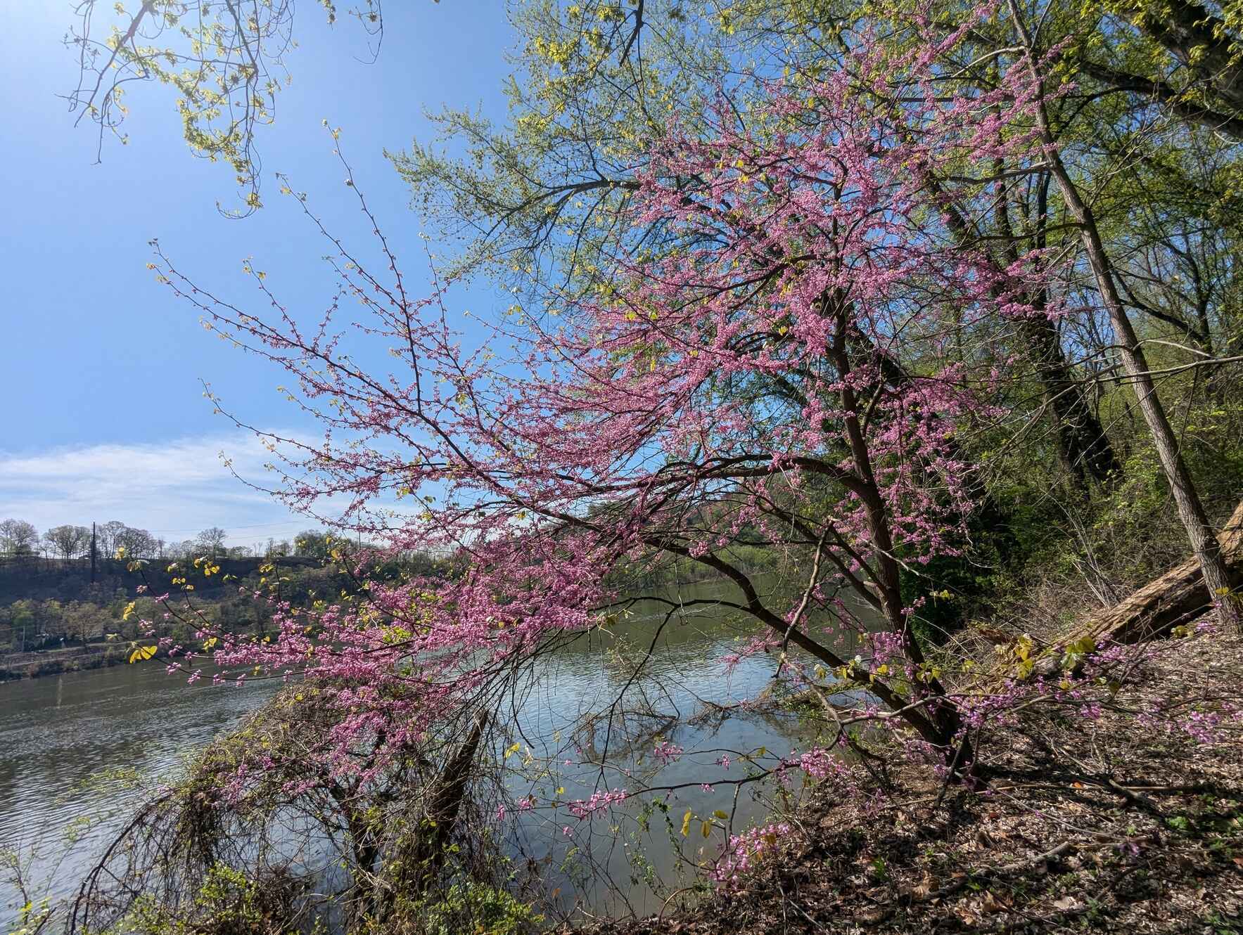 June Virtual Volunteer Meetup image