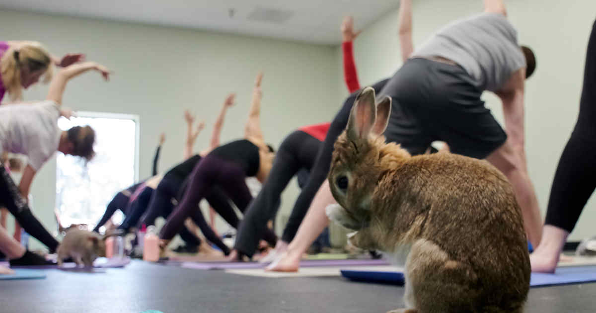 Friends of Rabbits Inc Bunny Yoga