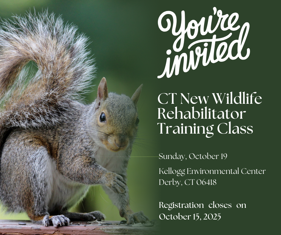 2025 Fall New Wildlife Rehabilitator Training image