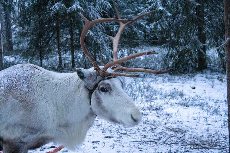 Fauna of our Festive Songs Webinar image