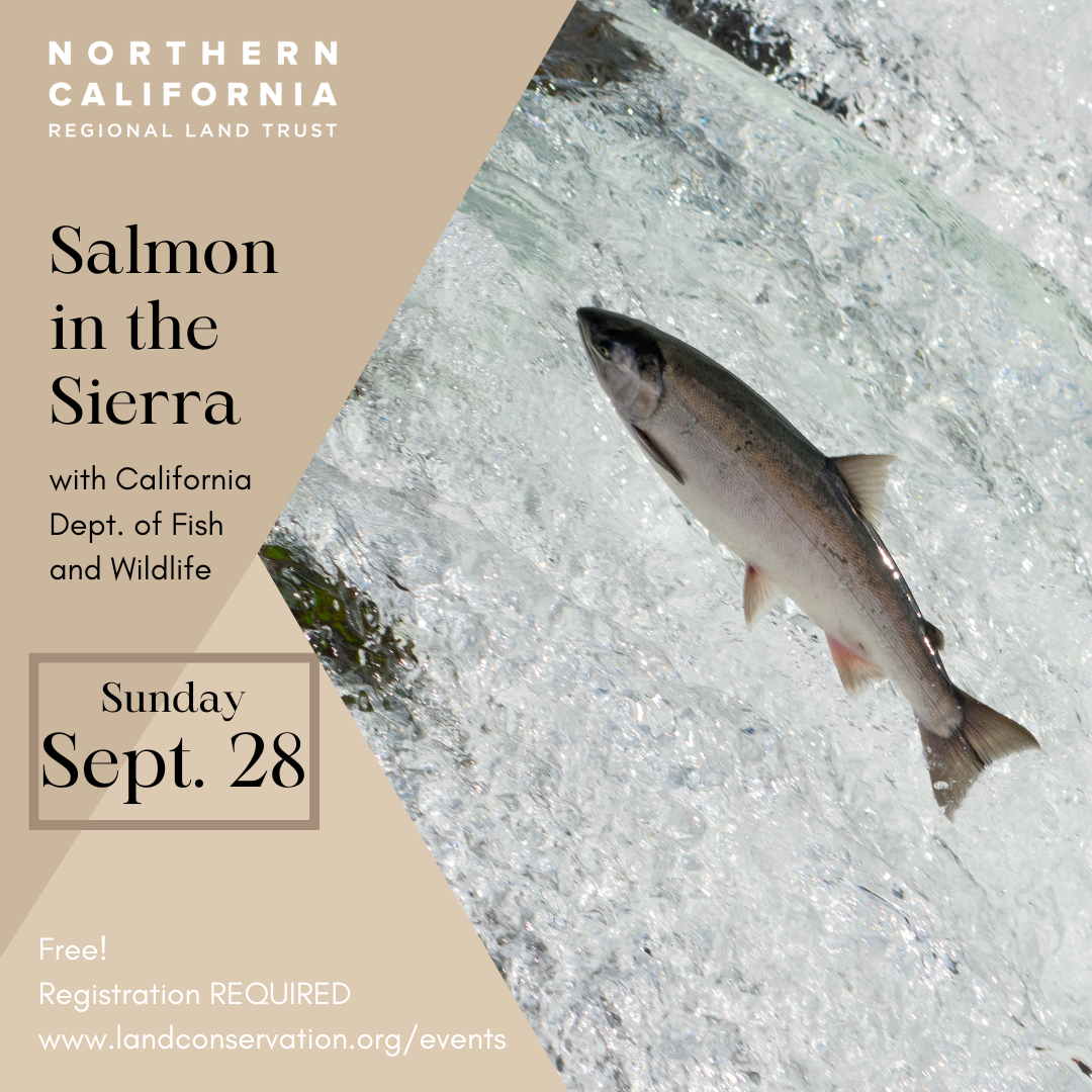 Take a Hike in the Deer Creek Preserve - Salmon in the Sierra image