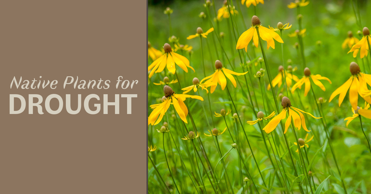 Native Plants for Drought image