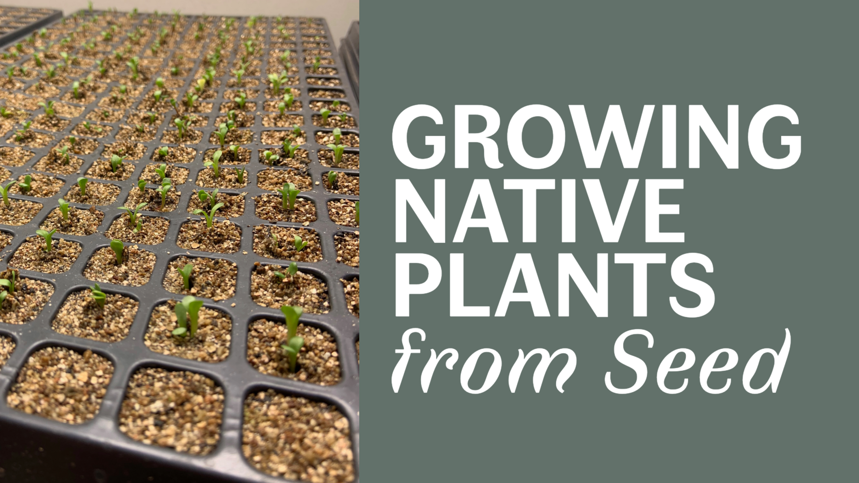 Growing Native Plants from Seed image