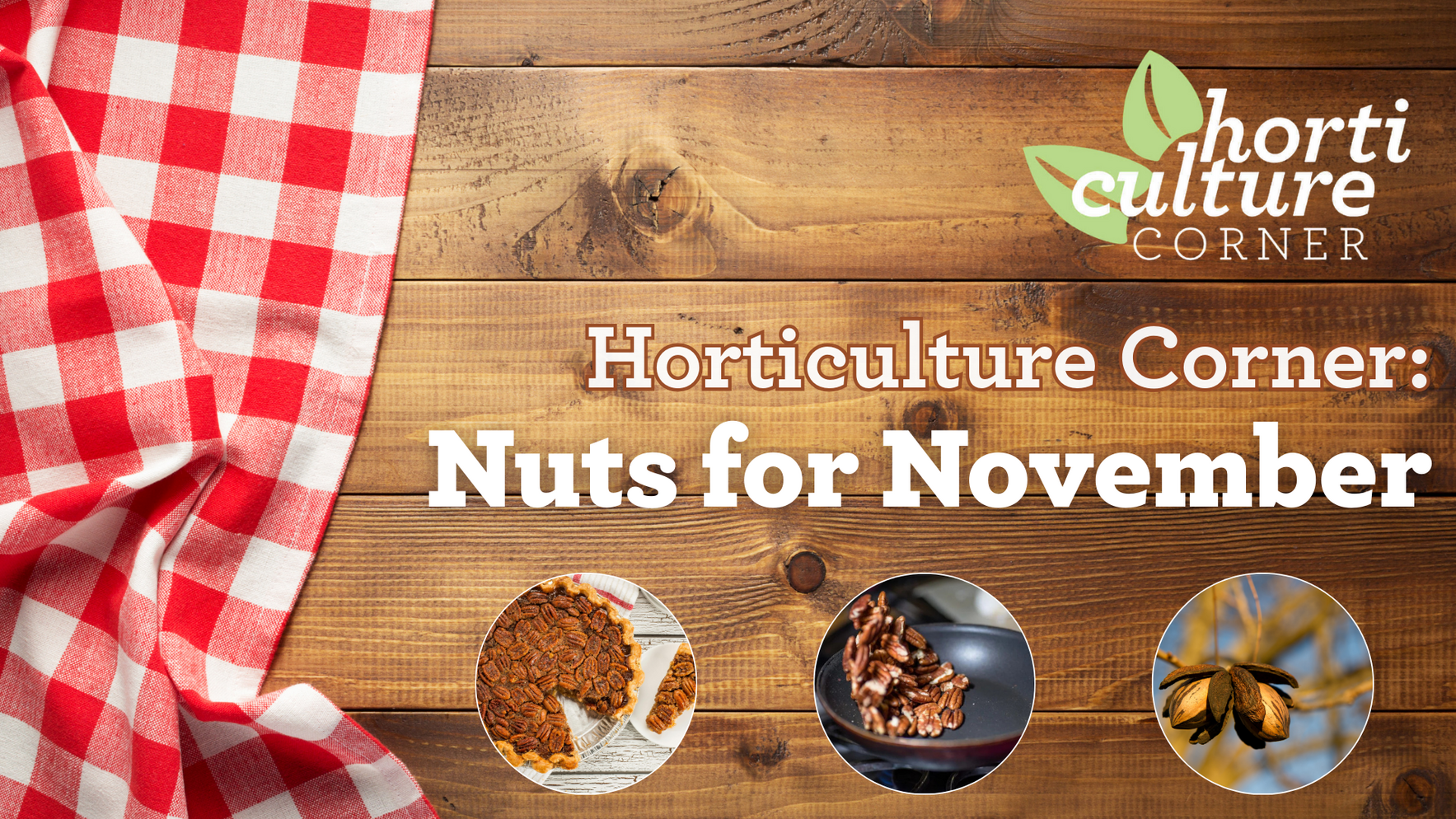 Horticulture Corner: Nuts for November image