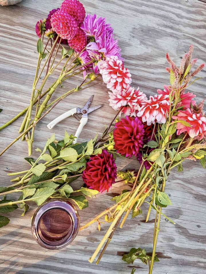 Dahlia Night on the Farm  image
