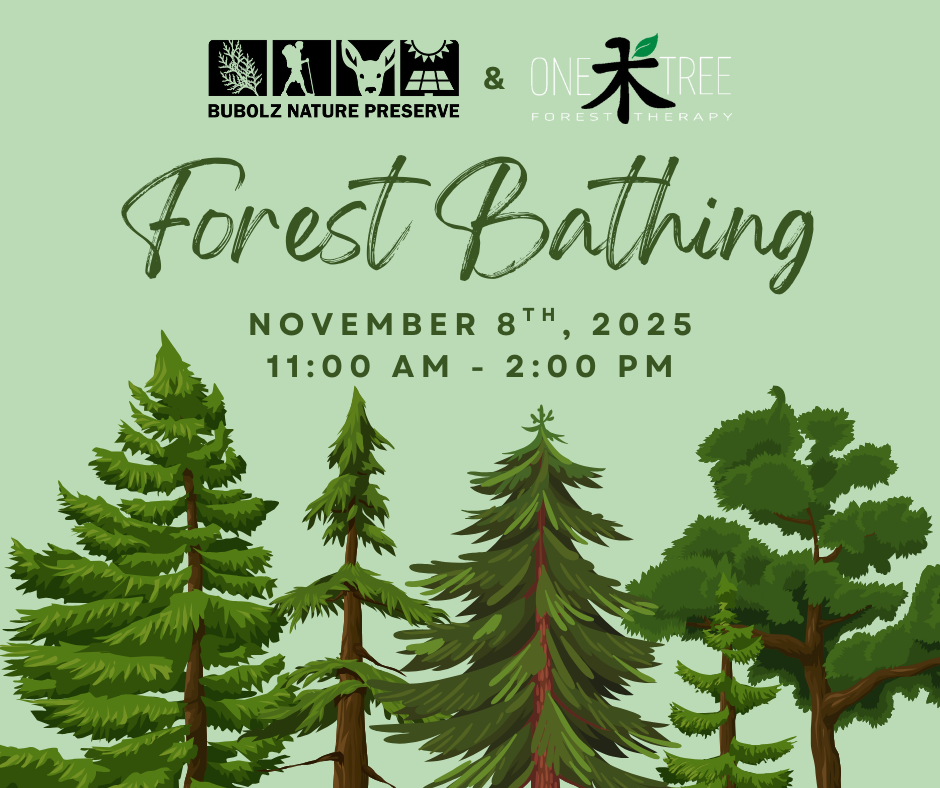 Forest Bathing with Kristen Roman image