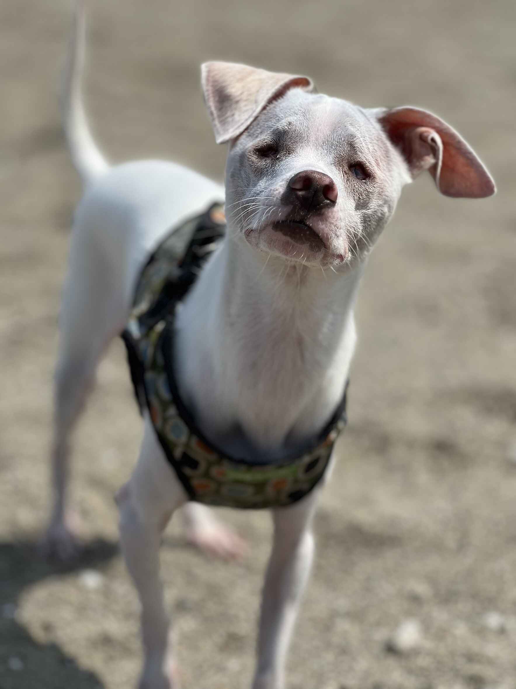 Georgie's 3rd Zoom Birthday Party and Considerations When Adopting a Disabled Dog Webinar image