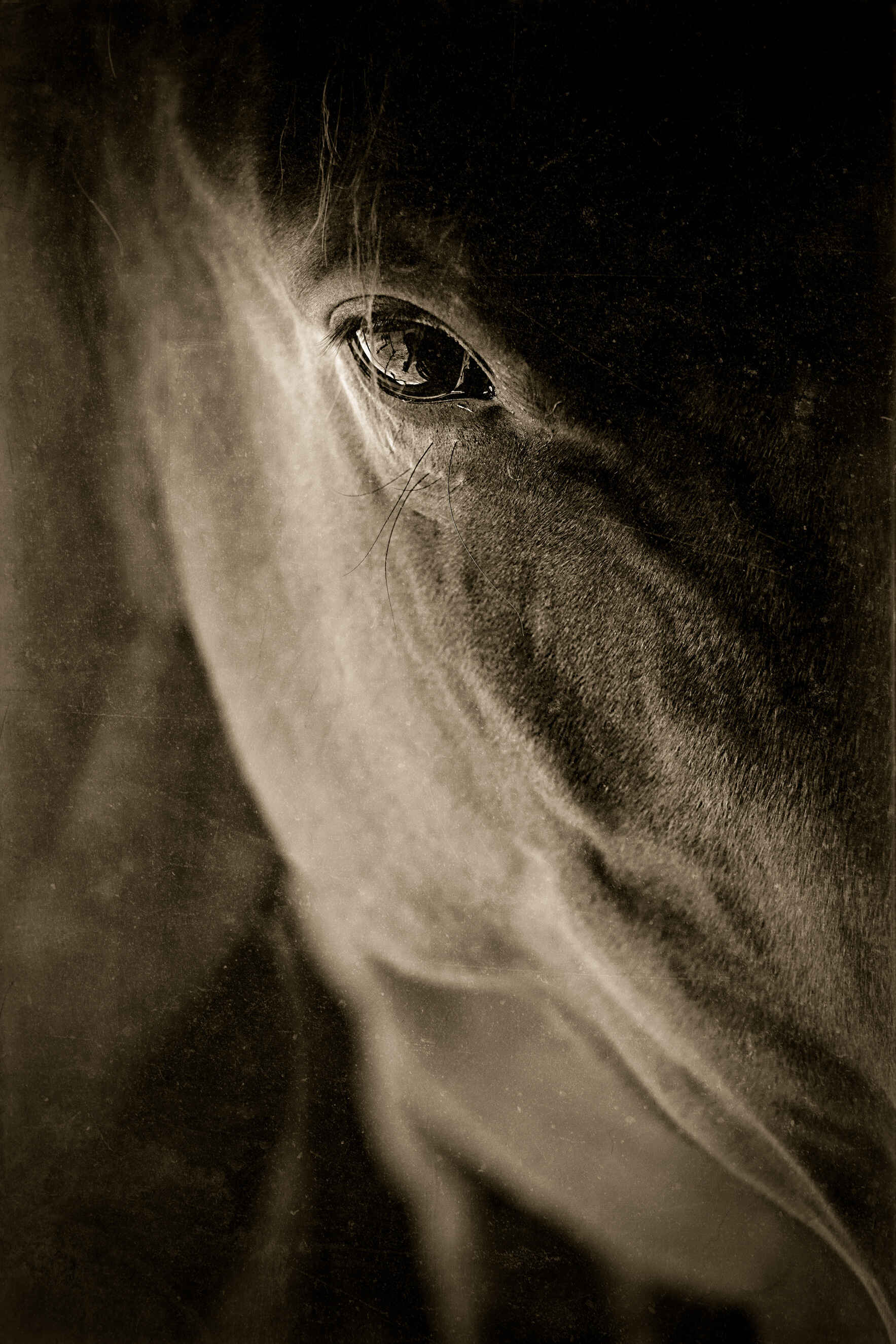 Glitter's Royal Holiday Affair image