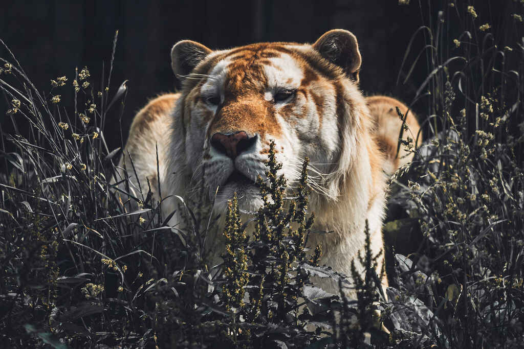Grand Opening of the Big Cat Habitat image