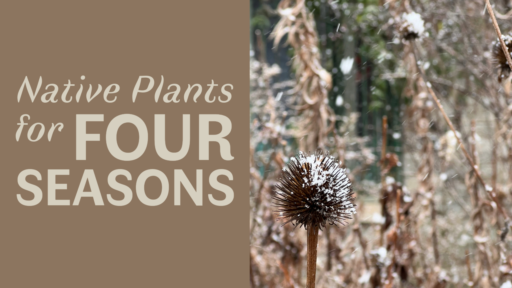 Native Plants for Four Seasons image