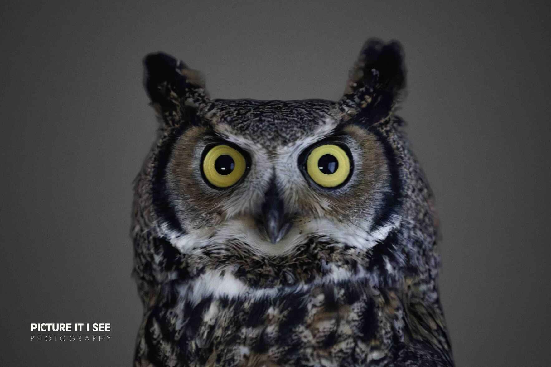 Owl-O-Ween 2025 image