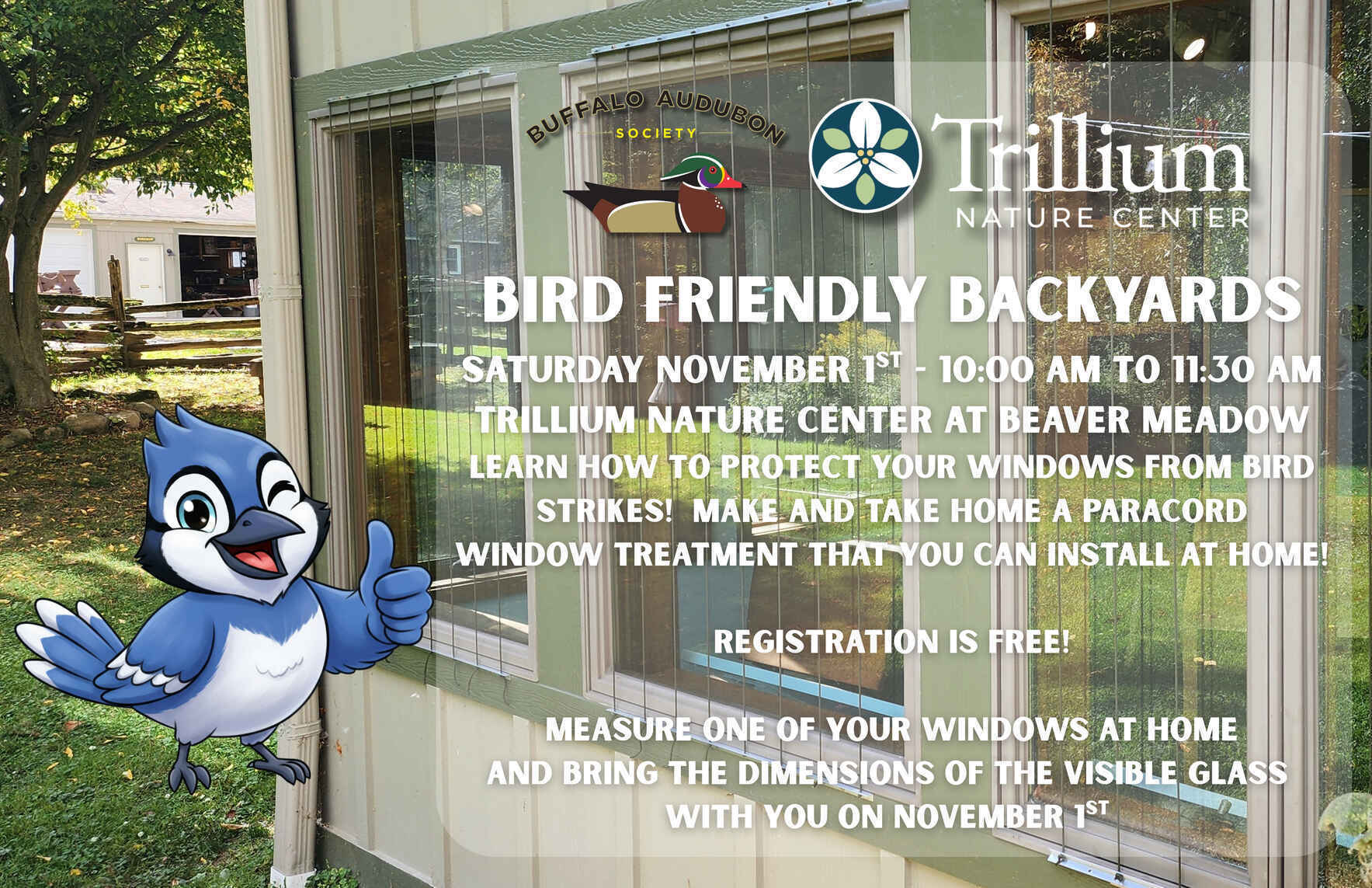 Bird Friendly Backyards image