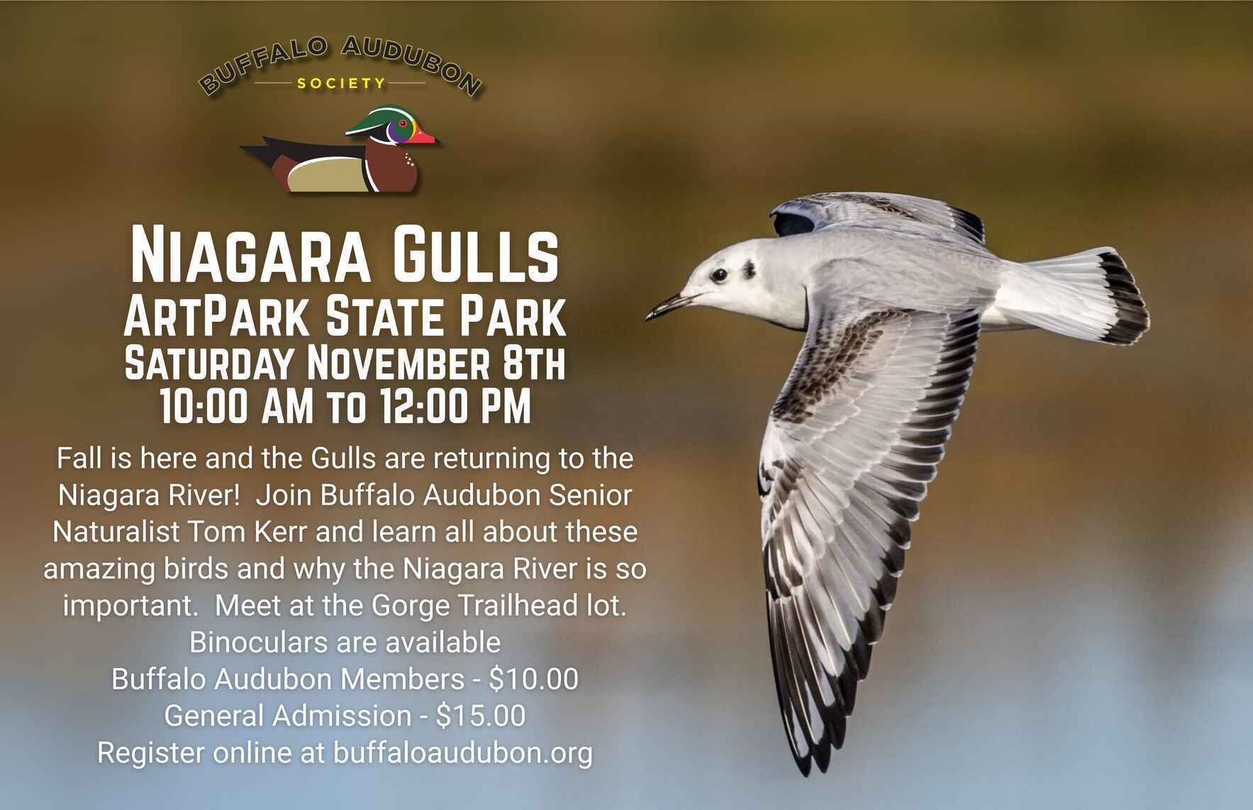 Niagara Gulls - ArtPark Gorge Trails image