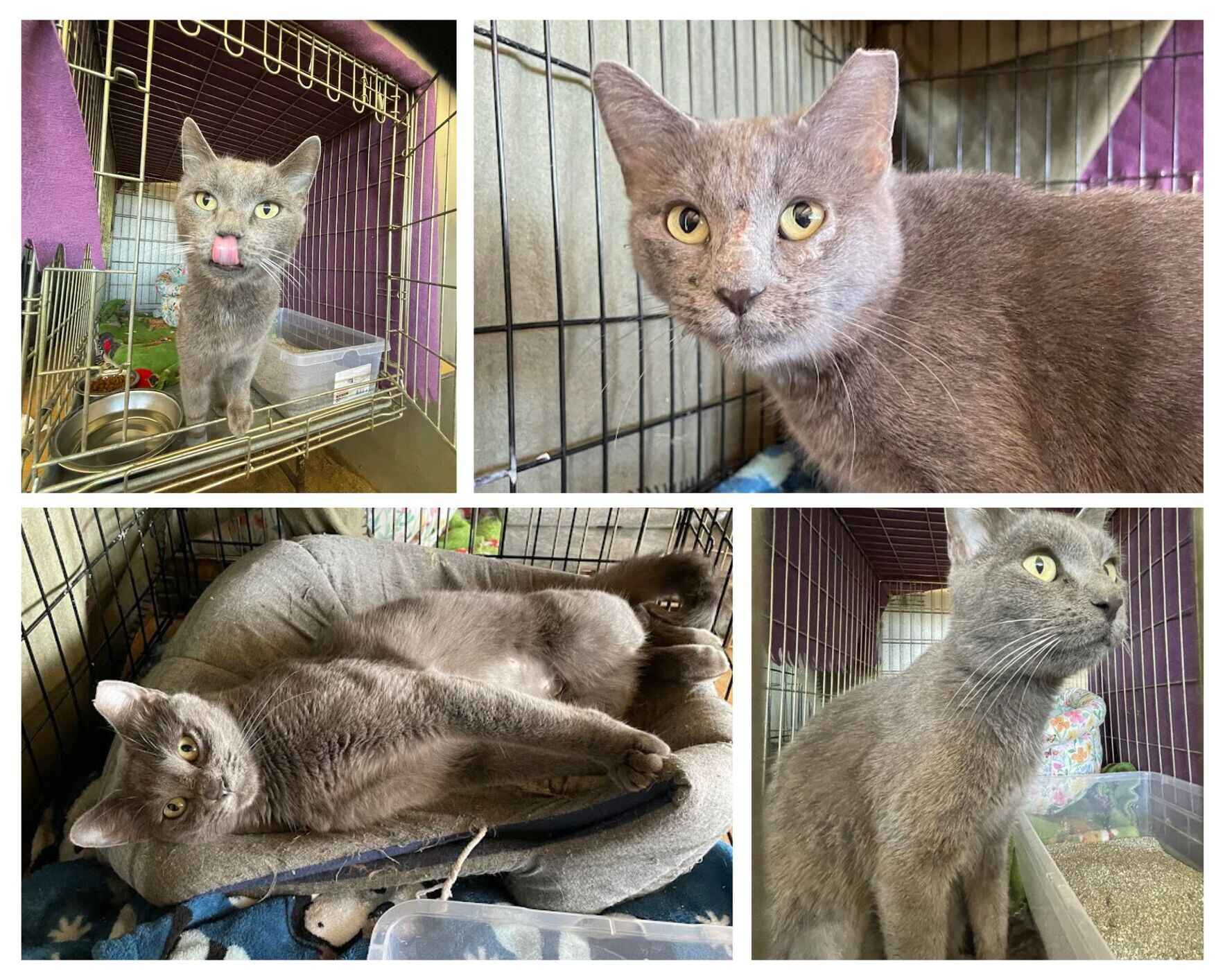 Meow Society Sponsorship  image