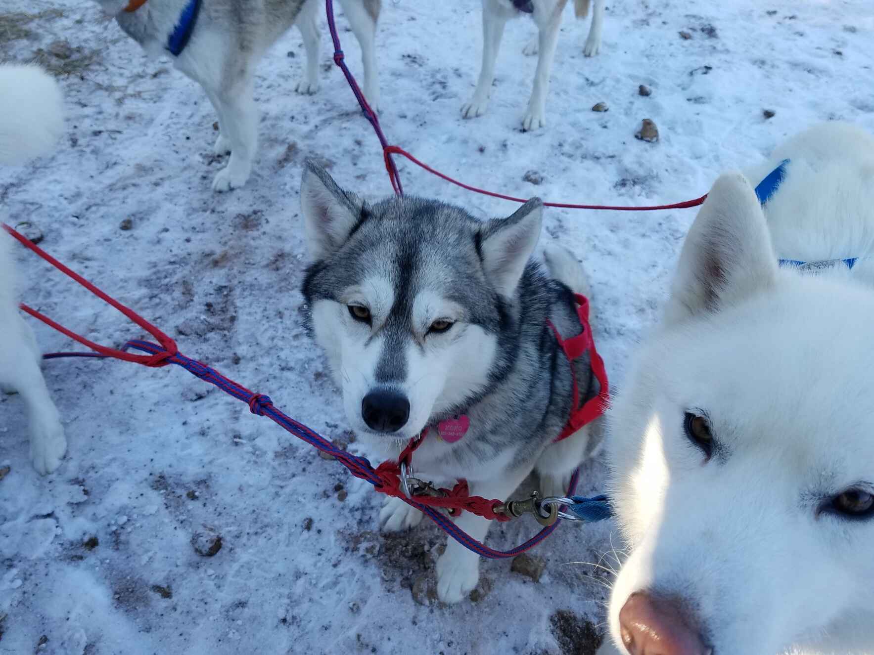 Dog Sledding: Meet & Greet 2026- SOLD OUT image