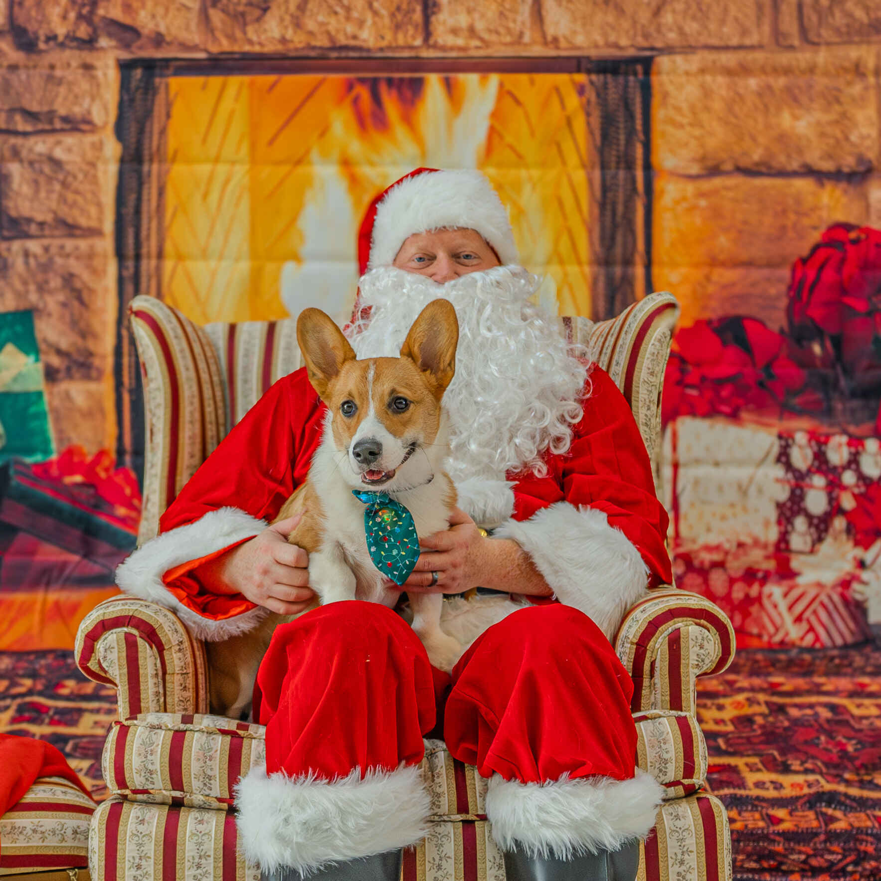 Pet Photos with Santa 2025 image