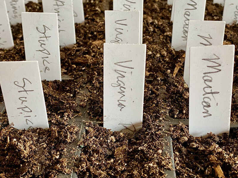 National Seed Swap Day  image