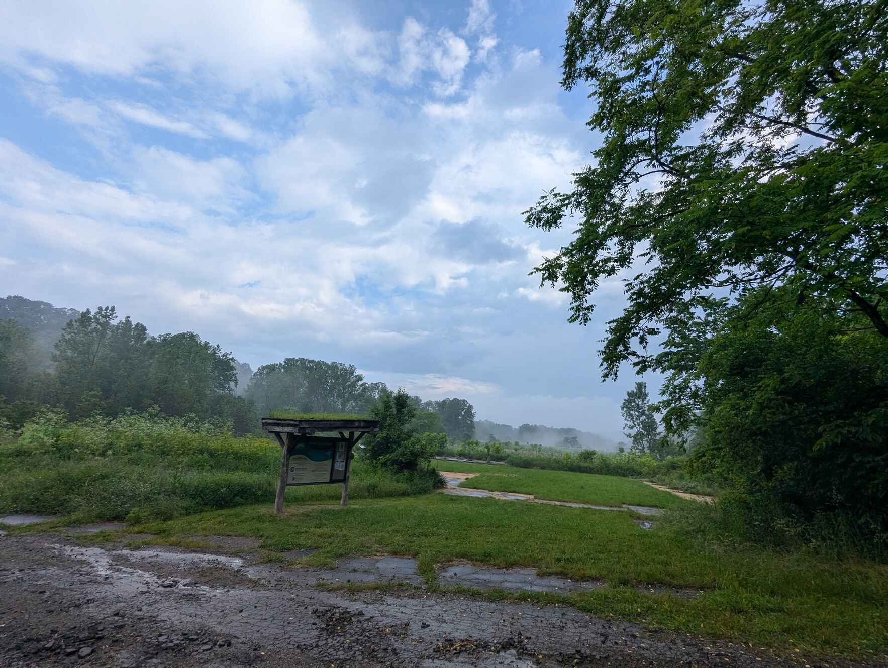 Tree Planting- Wingfield Pines image