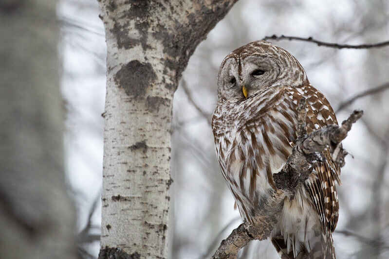 Science Stroll: Owl Prowl at Audubon Greenway image