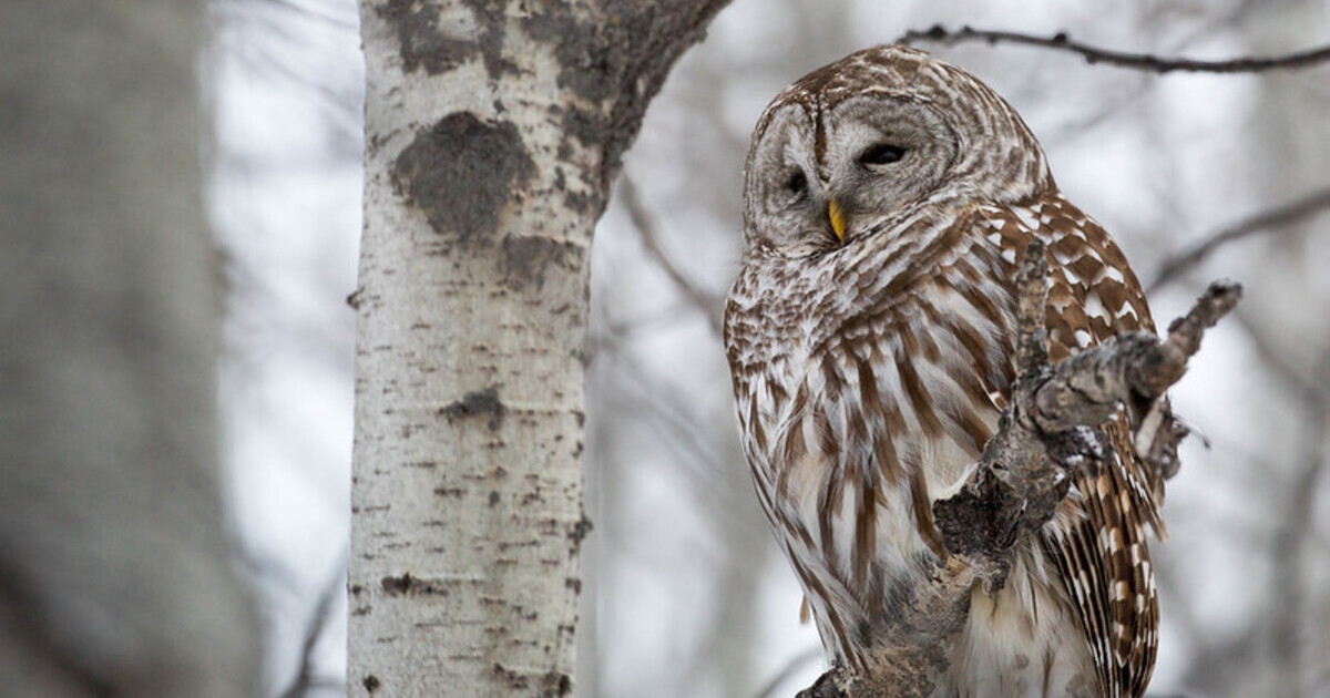 Allegheny Land Trust - Science Stroll: Owl Prowl at Audubon Greenway