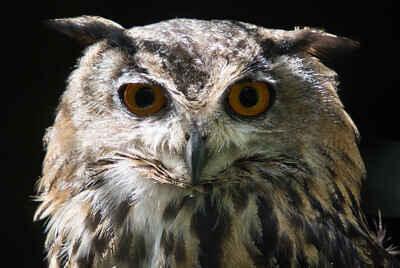 Owls of Pennsylvania Webinar image