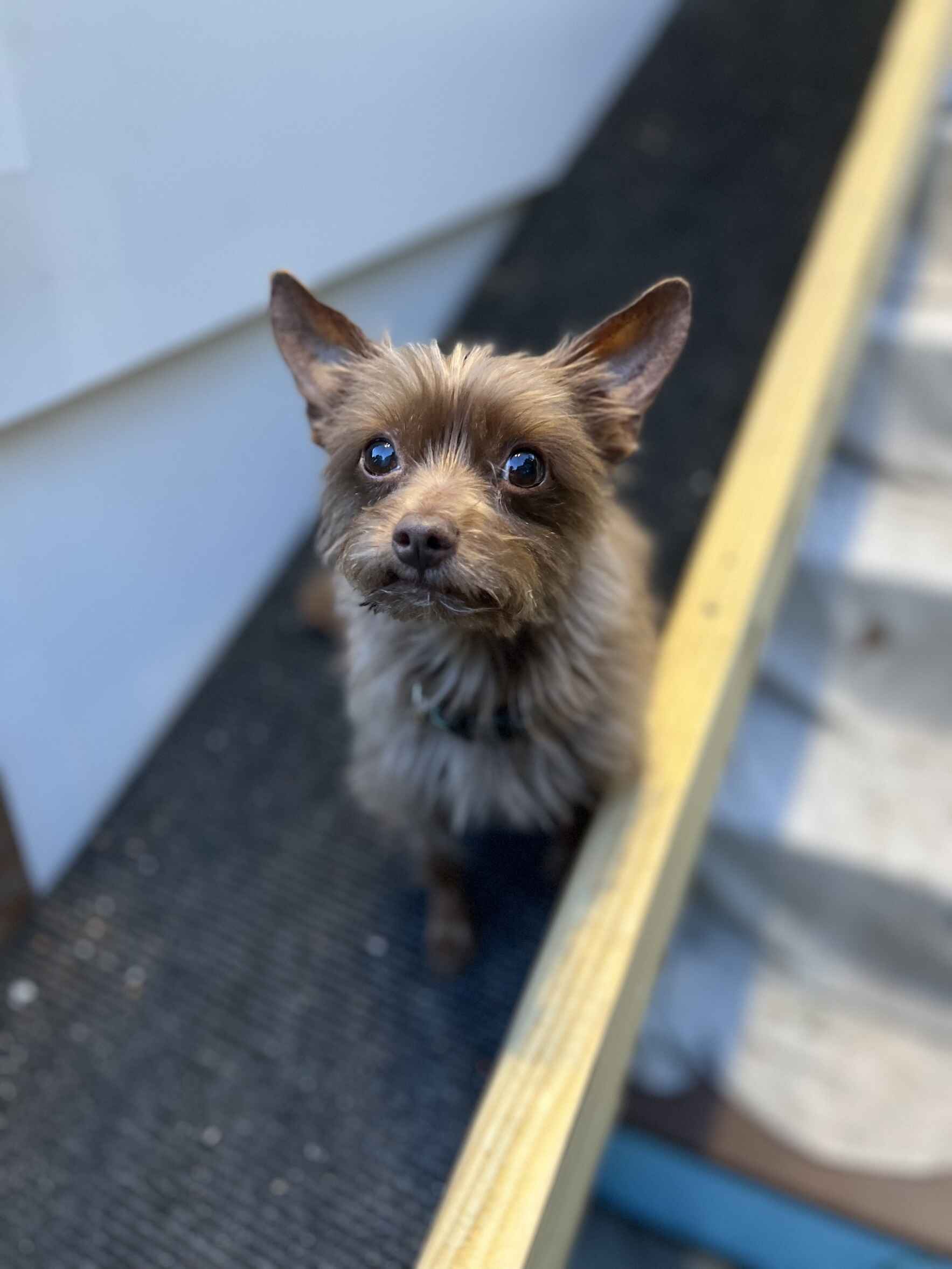 ZoZo Marie's 11th Zoom Birthday Party and Webinar image