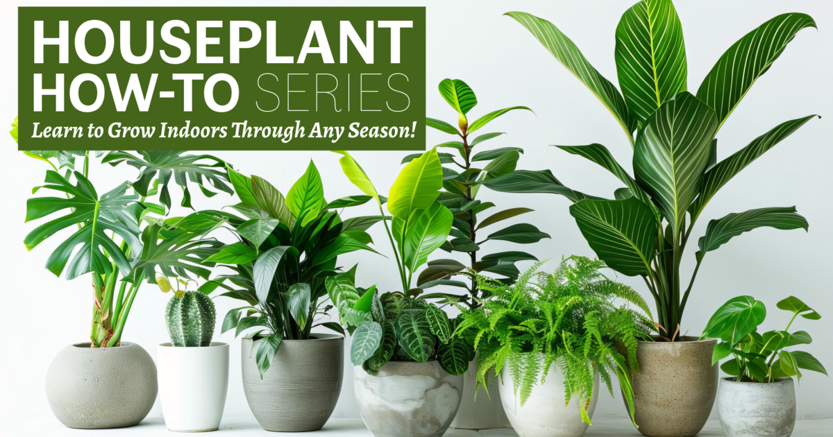 Civic Garden Center of Greater Cincinnati - Houseplant How-To Series