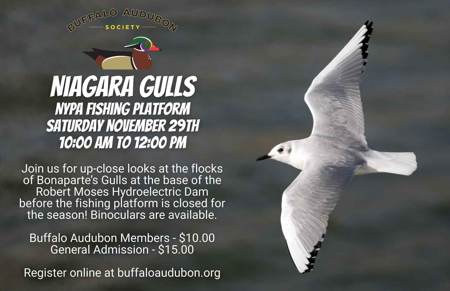 Niagara Gulls - NYPA Fishing Platform image