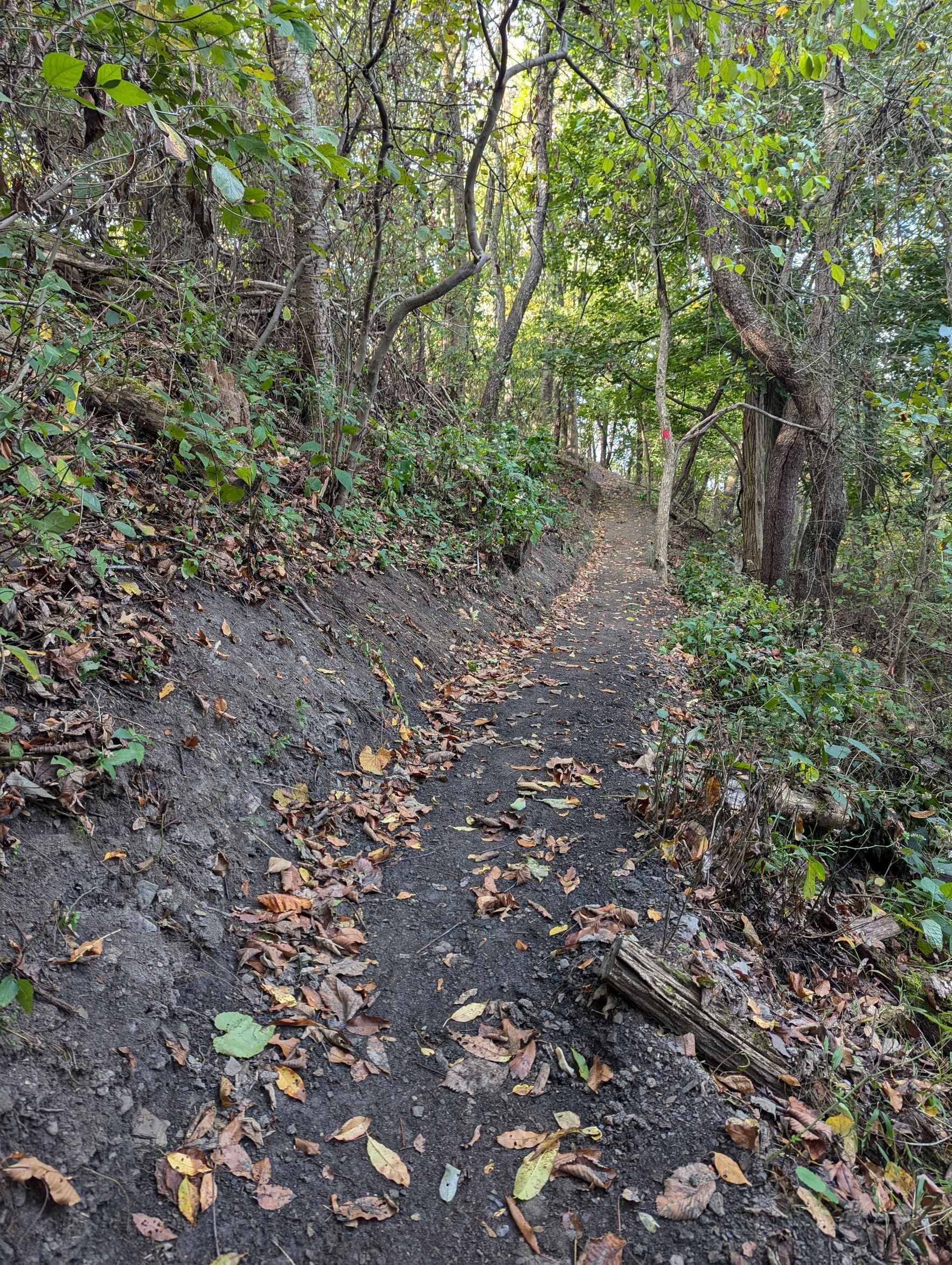 ALT x Pittsburgh Zoo: Girty's Woods Restoration Workday Series image