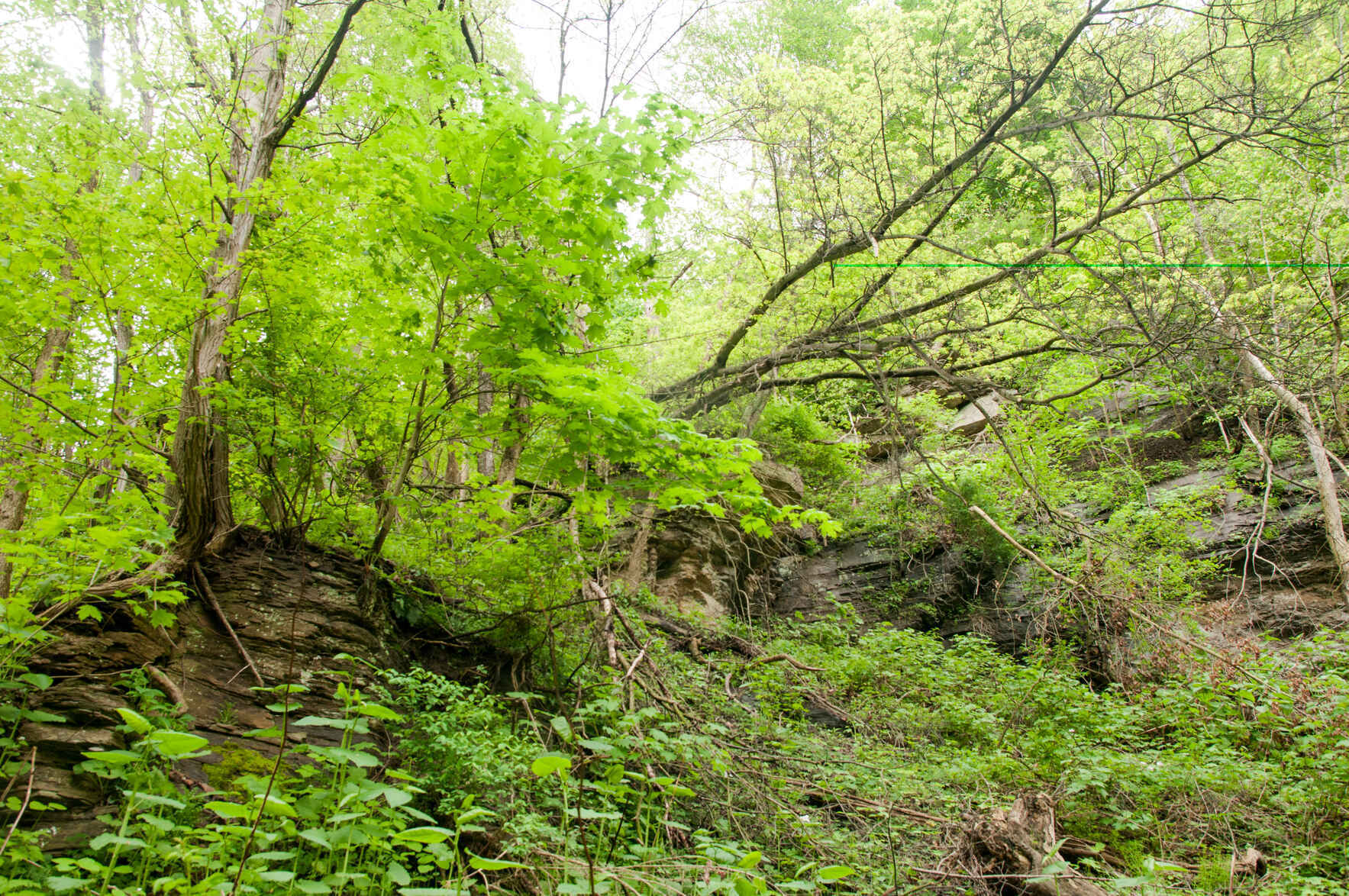 Lunch & Learn: Western Pennsylvania’s Paleontological Resources image
