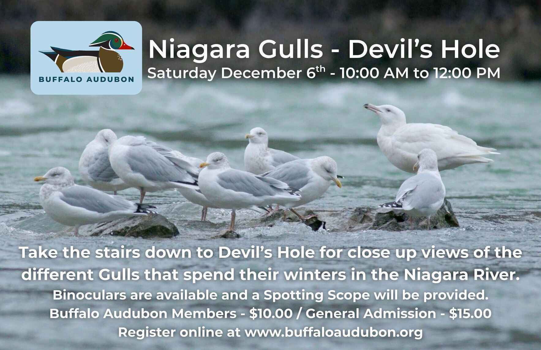 Niagara Gulls - Devil’s Hole image