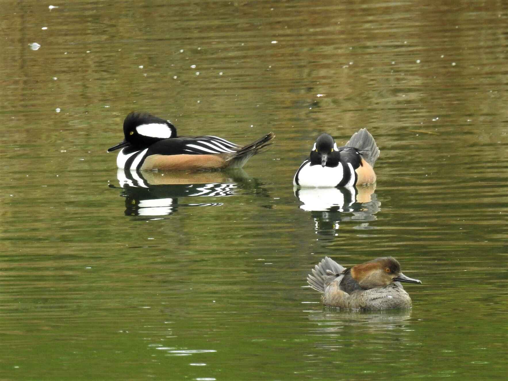 December Bird Walk image