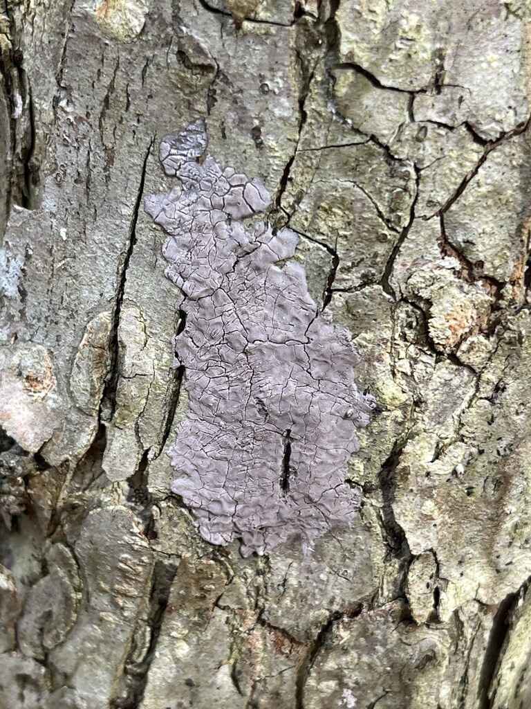 Science Stroll: Lanternfly Scrape and Squish @ DMH image