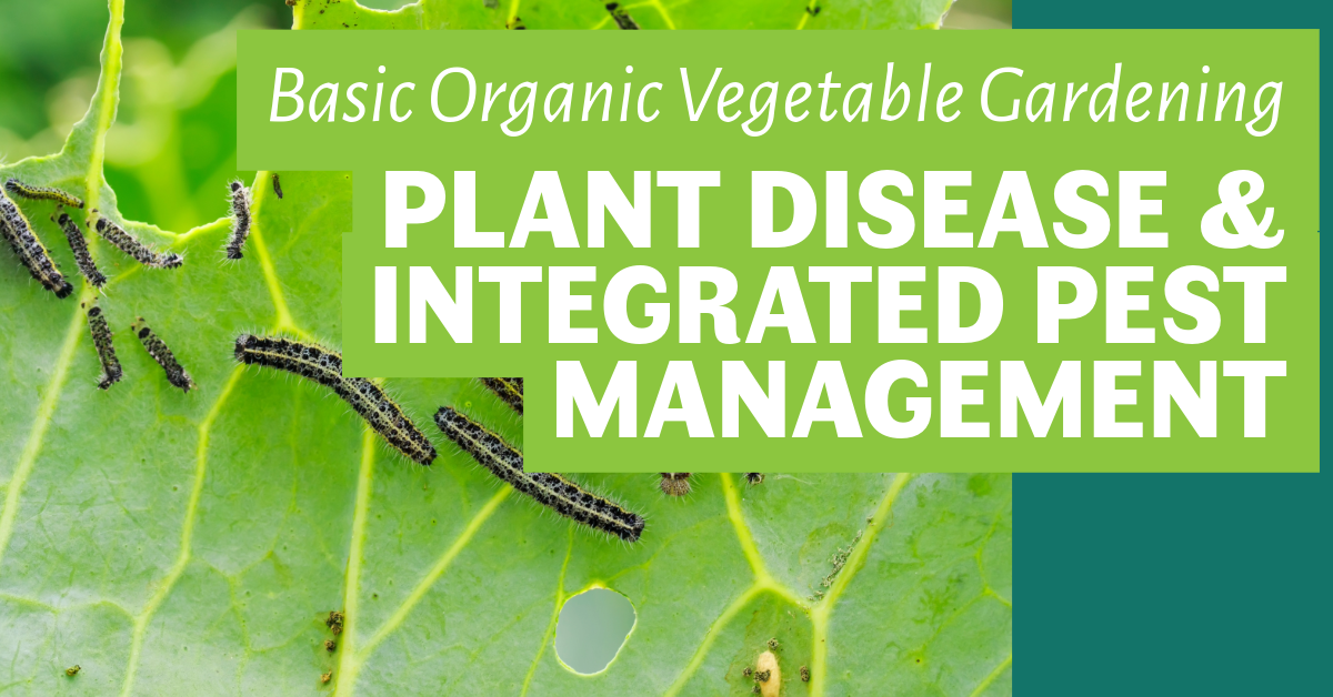 Basic Organic Vegetable Gardening: Plant Disease & Integrated Pest Management image