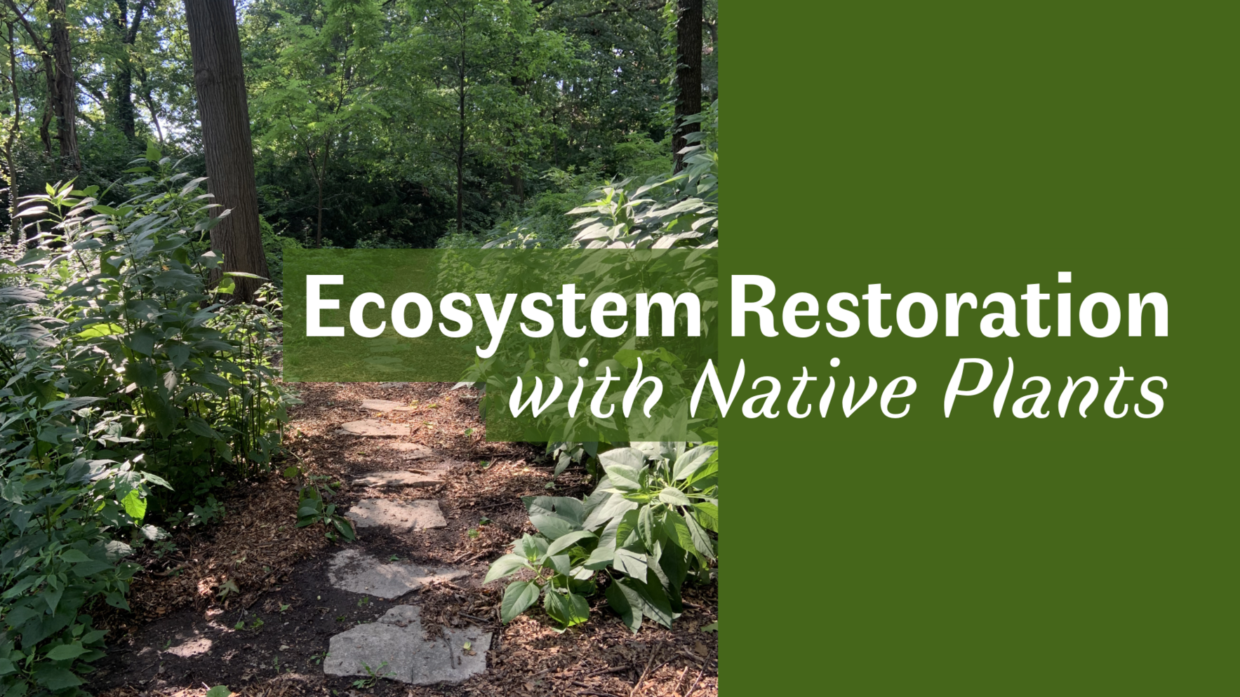 Ecosystem Restoration with Native Plants image