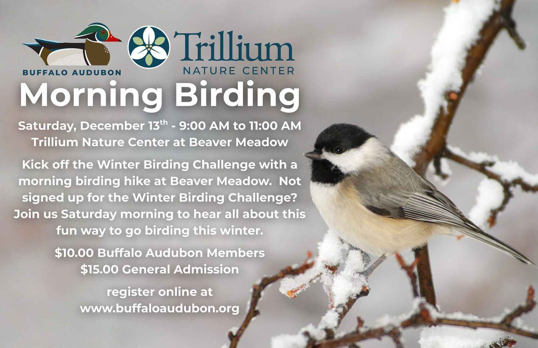 WBC Morning Birding image