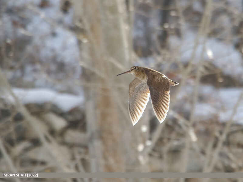 Science Stroll: Woodcock Walk  image