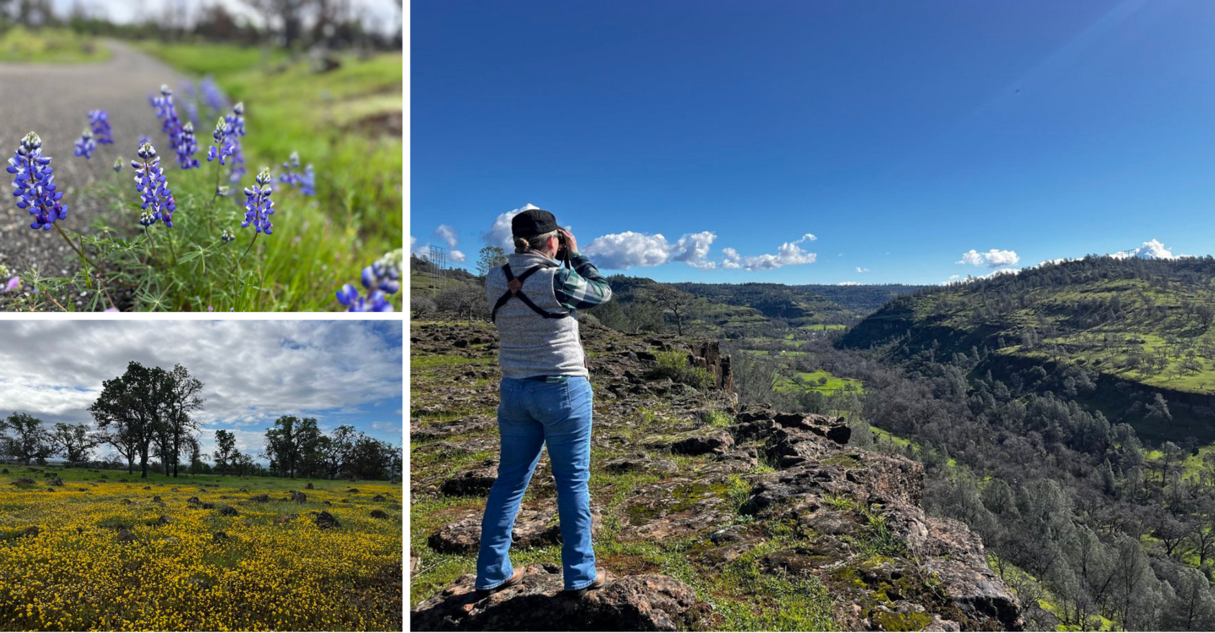 Wildflowers and Blue Oak Woodlands at Dixon Ranch image