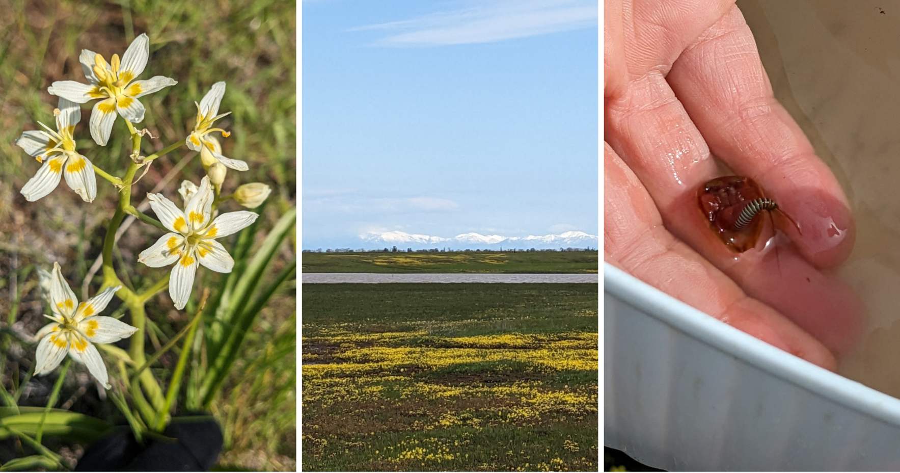 The Ephemeral Wonders of Meridian Ranch image